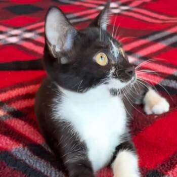 Rylan Jade -  Domestic Short Hair Cat for Adoption in Liverpool, Texas - Rylan Jade | PetCurious