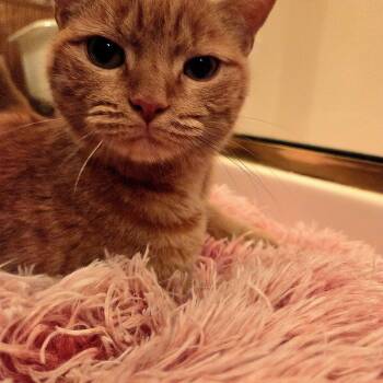 Tigerlilly -  Domestic Short Hair Cat for Adoption in Rossville, Georgia - Tigerlilly | PetCurious