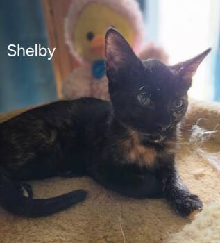 Shelby -  Domestic Short Hair Cat for Adoption in Oviedo, Florida - Shelby | PetCurious