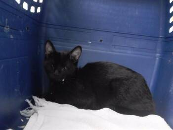 RARI -  Domestic Short Hair Cat for Adoption in Omaha, Nebraska - RARI | PetCurious