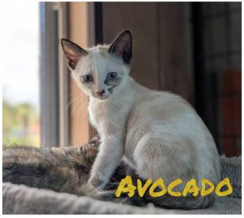 Avocado 4.12.26 -  Siamese Cat for Adoption in Apopka, Florida - Avocado 4.12.26 | PetCurious