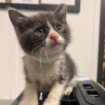 Owl -  Domestic Medium Hair Cat for Adoption in Hattiesburg, Mississippi - Owl | PetCurious