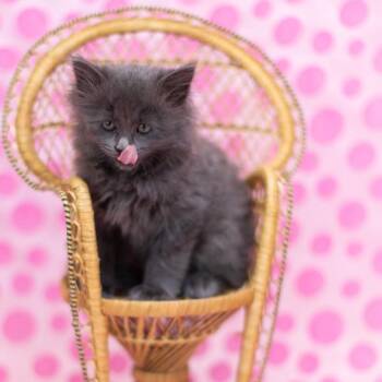 Domestic Medium Hair Cats Available for Adoption in East St. Louis, Illinois - Combo-C | PetCurious