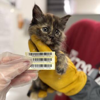 Nala -  Domestic Long Hair Cat for Adoption in Charleston, West Virginia - Nala | PetCurious
