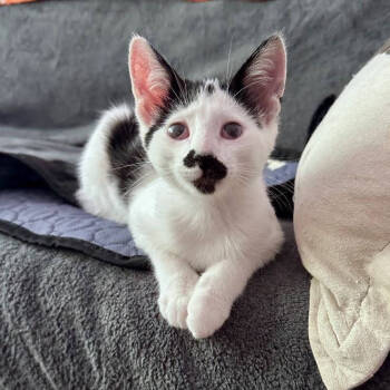 Rescue Domestic Short Hair Cats for Adoption in Leona Valley, California - Pixel Peppersneeze | PetCurious