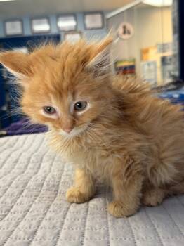 Weevil -  Domestic Long Hair Cat for Adoption in Lovingston, Virginia - Weevil | PetCurious