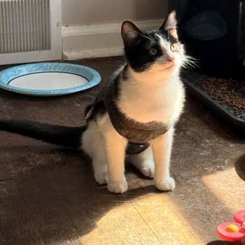 Junior -  Domestic Short Hair Cat for Adoption in Royal Oak, Michigan - Junior | PetCurious