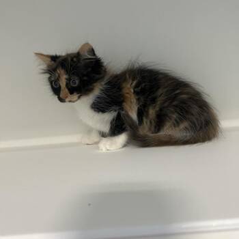Kaytee -  Domestic Medium Hair Cat for Adoption in Greensboro, North Carolina - Kaytee | PetCurious