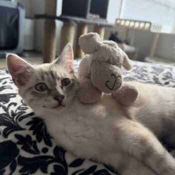 Mimosa -  Domestic Short Hair and Tabby Cat for Adoption in Cottonwood Heights, Utah - Mimosa | PetCurious