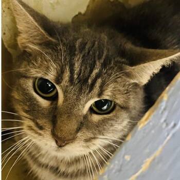 Camille -  American Shorthair Cat for Adoption in Lake Jackson, Texas - Camille | PetCurious