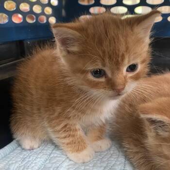 Kermit -  Domestic Short Hair Cat for Adoption in Harrisonburg, Virginia - Kermit | PetCurious