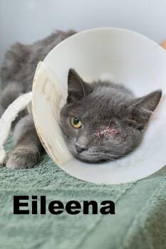 Rescue Domestic Short Hair Cats for Adoption in Macomb, Illinois - Elieena | PetCurious