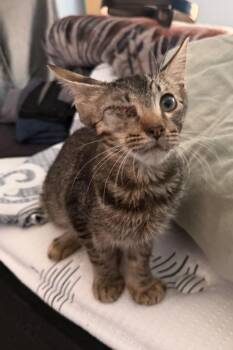 Leroy -  Tabby Cat for Adoption in San Antonio, Texas - Leroy | PetCurious