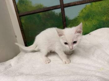 MEW -  Domestic Short Hair Cat for Adoption in Houston, Texas - MEW | PetCurious