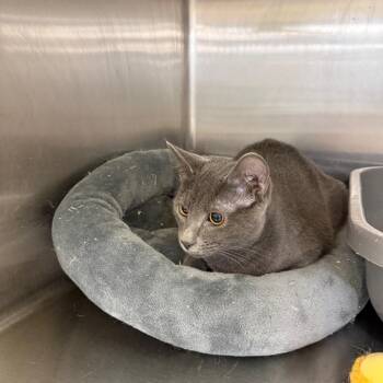 Chase -  Domestic Short Hair Cat for Adoption in Hagerstown, Maryland - Chase | PetCurious
