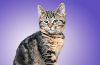 Rescue Domestic Short Hair Cats for Adoption in Fort Lauderdale, Florida - MICHELLE | PetCurious