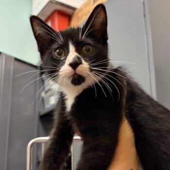 Stray 8/7/26 A65034 -  Domestic Short Hair Cat for Adoption in Keizer, Oregon - Stray 8/7/26 A65034 | PetCurious
