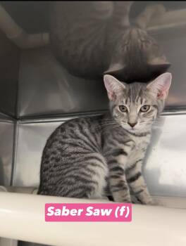 Saber Saw -  Domestic Short Hair and Russian Blue Cat for Adoption in Montville, New Jersey - Saber Saw | PetCurious