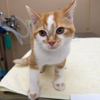 Carl -  Domestic Short Hair Cat for Adoption in Naperville, Illinois - Carl | PetCurious