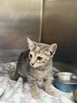 Chai -  Domestic Short Hair Cat for Adoption in Kent, Washington - Chai | PetCurious