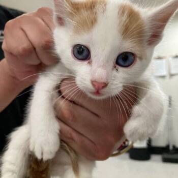Domestic Short Hair Cats Available for Adoption in Lake Havasu City, Arizona - Pluto | PetCurious