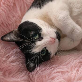 Shadow -  Tuxedo Cat for Adoption in Dalton, Georgia - Shadow | PetCurious