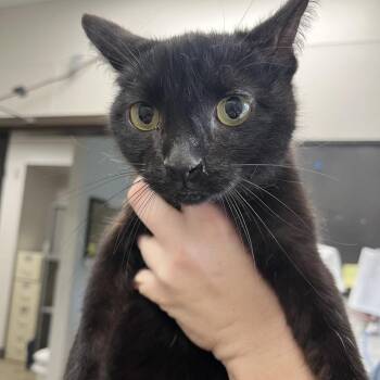 Domestic Short Hair Cats Available for Adoption in Columbiana, Alabama - Fern | PetCurious