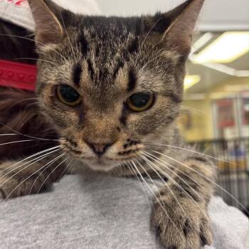 Miss Josephine -  Domestic Short Hair Cat for Adoption in Inwood, West Virginia - Miss Josephine | PetCurious