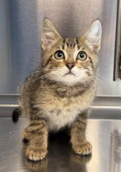 MULDER -  Domestic Short Hair Cat for Adoption in Minneapolis, Minnesota - MULDER | PetCurious