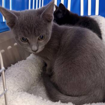 Apollo -  Domestic Short Hair Cat for Adoption in Ashland, Oregon - Apollo | PetCurious