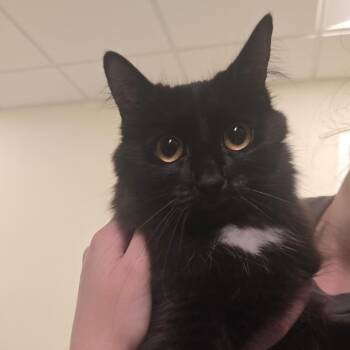 Tiny *Bonded with Kevin* -  Domestic Medium Hair Cat for Adoption in Kennebunk, Maine - Tiny *Bonded With Kevin* | PetCurious