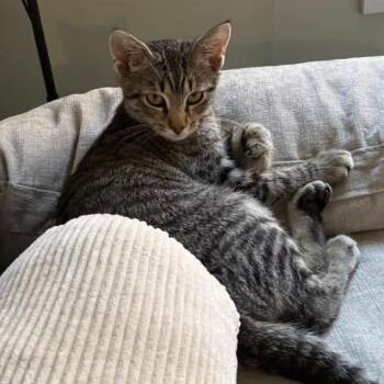 Jonathan Bailey -  Domestic Short Hair Cat for Adoption in Evanston, Illinois - Jonathan Bailey | PetCurious
