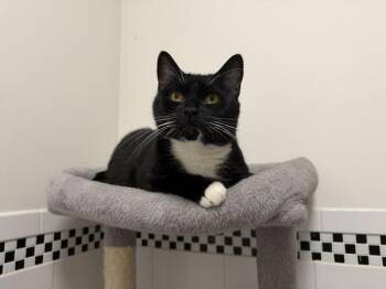 Certified Forklift Operator -  Domestic Short Hair Cat for Adoption in New York, New York - Certified Forklift Operator | PetCurious