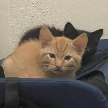 Blondie -  Domestic Medium Hair Cat Available for Adoption in Houston, Texas - Blondie | PetCurious