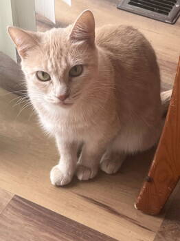 Rescue Tabby and Domestic Short Hair Cats for Adoption in Hillsboro, Oregon - SUNNY GIRL #1756- Offered By Owner - Teen | PetCurious