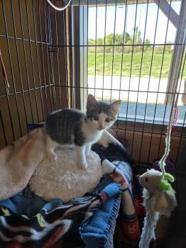 Rescue Domestic Short Hair Cats for Adoption in Lancaster, Kentucky - Pepper | PetCurious