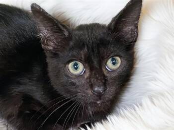 VINCE -  Domestic Short Hair Cat for Adoption in Fort Lauderdale, Florida - VINCE | PetCurious