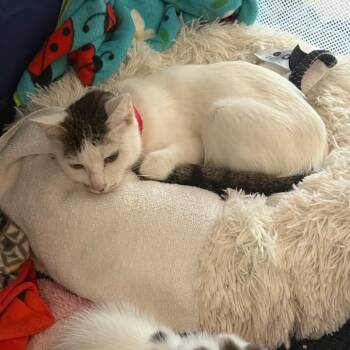 Helena -  Domestic Short Hair Cat for Adoption in Chicago, Illinois - Helena | PetCurious