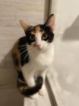 Yum Yum -  Domestic Short Hair Cat for Adoption in Torrance, California - Yum Yum | PetCurious