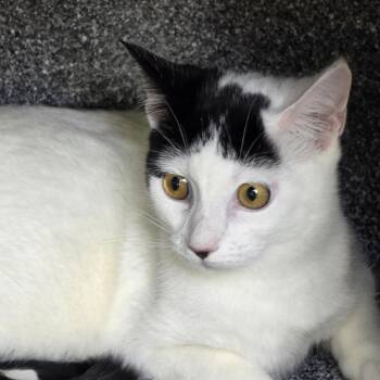 Nancy -  Domestic Short Hair Cat for Adoption in Salt Lake City, Utah - Nancy | PetCurious