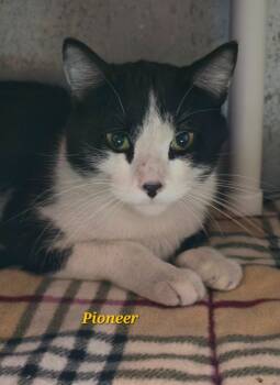 Rescue Domestic Short Hair Cats for Adoption in Cedar Rapids, Iowa - Pioneer | PetCurious