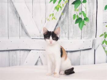 BLACK WIDOW -  Domestic Short Hair Cat for Adoption in Oroville, California - BLACK WIDOW | PetCurious