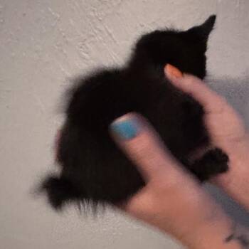 Bobbie -  Domestic Medium Hair Cat for Adoption in Lewisville, Texas - Bobbie | PetCurious