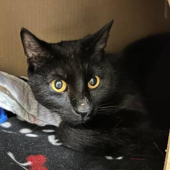 Ace (Holland Cat Cove) -  Domestic Short Hair Cat for Adoption in West Olive, Michigan - Ace (Holland Cat Cove) | PetCurious