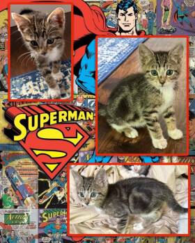 Superman -  Tabby Cat for Adoption in Pasco, Washington - Superman | PetCurious