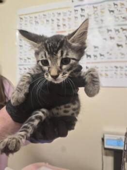 LISBON -  Domestic Short Hair Cat for Adoption in Fremont, California - LISBON | PetCurious