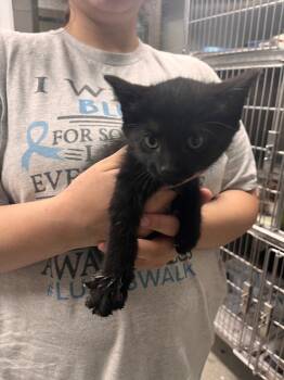 Rescue Domestic Short Hair Cats for Adoption in Hopkinsville, Kentucky - Dory | PetCurious