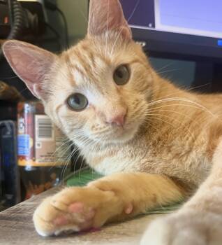 Caterpillar Blossom -  Tabby and Domestic Short Hair Cat for Adoption in Chandler, Arizona - Caterpillar Blossom | PetCurious