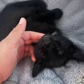 Domestic Short Hair Cats Available for Adoption in Austin, Texas - Juju 3 | PetCurious
