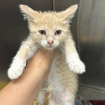 Brody -  Domestic Short Hair Cat for Adoption in Buffalo, Minnesota - Brody | PetCurious